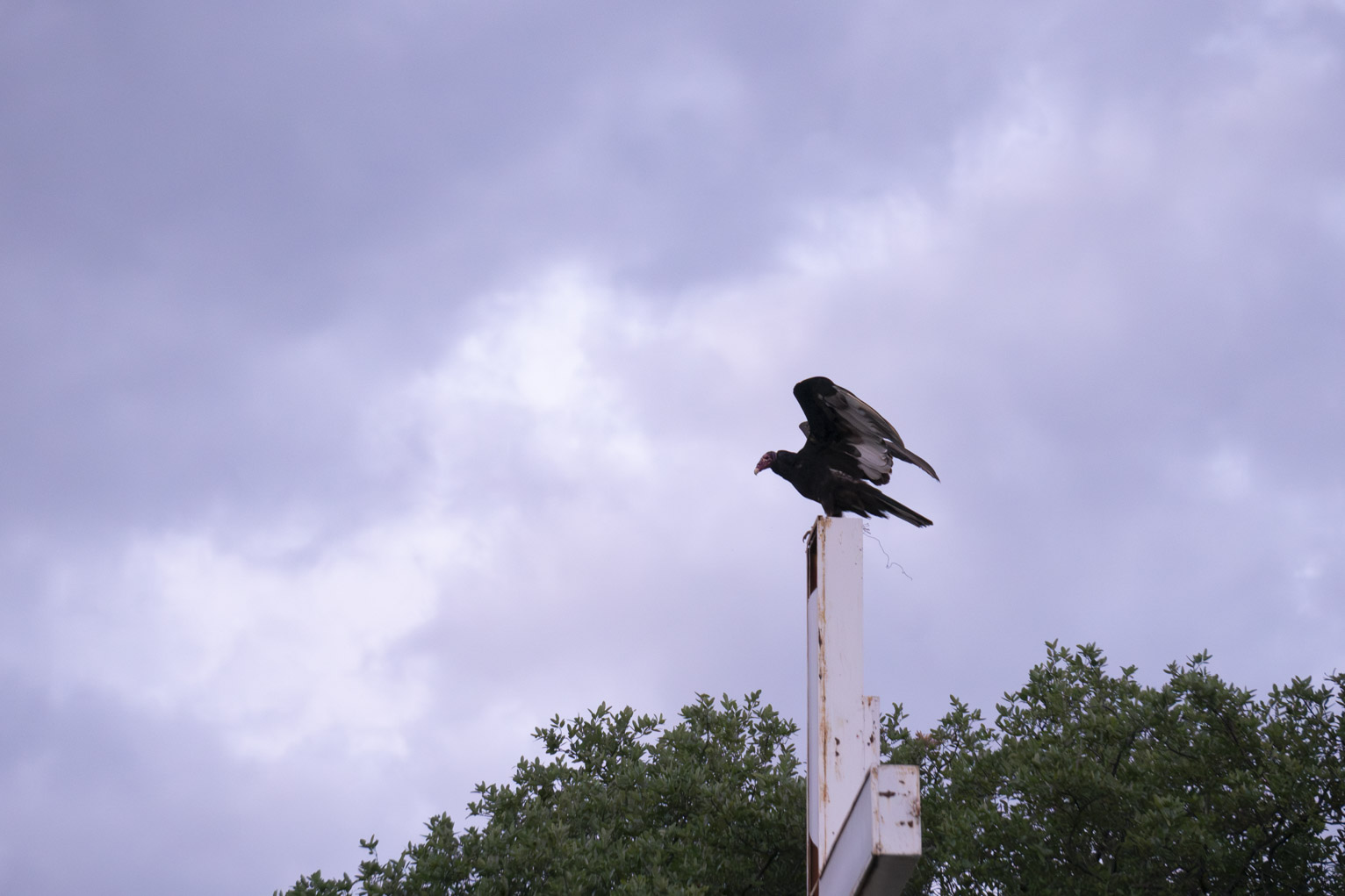 A turkey vulture opens its wings while perching on a large white cross